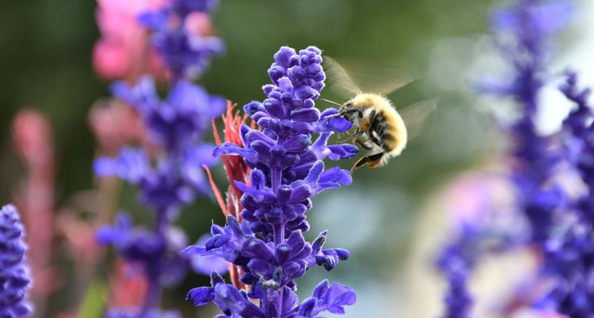 Biodiversité au jardin